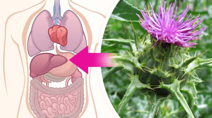 pestrec mariansky|||